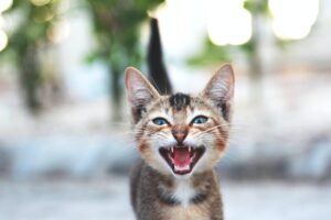 Kattentaal: "Wat zegt je kat?"